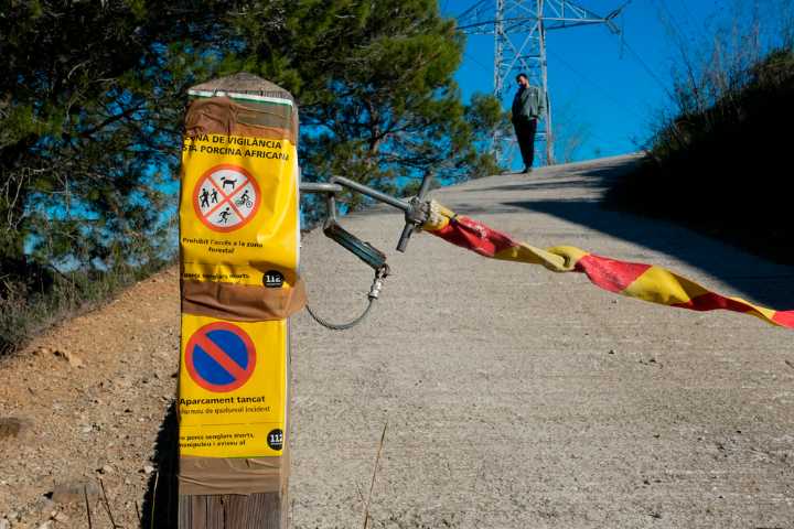 Un embutido contaminado pudo ser el origen de la peste porcina