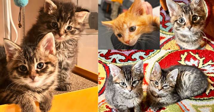 Pets on Set: Bishop, Fezziwig, Margo, Clark, and Lewis.