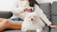 Make grooming easy with the best dog grooming tools