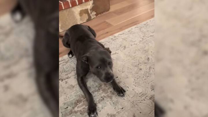 Texas Pup Leads Her Human On A Mission That Ends With A Hilarious Surprise