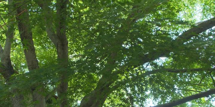 Tree falls onto condos in Meriden