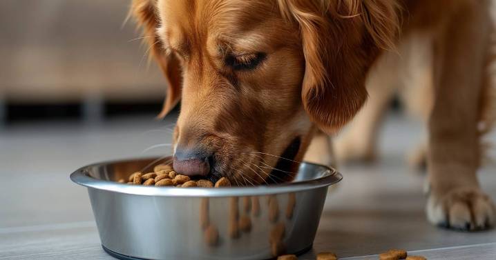 Pet owners 'keep coming back' to 'reliable' cat and dog food delivery service