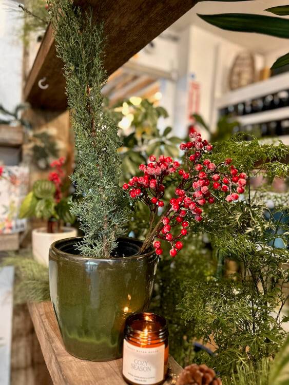 Urban Jungle: Deck The Halls This Holiday Season With Plants