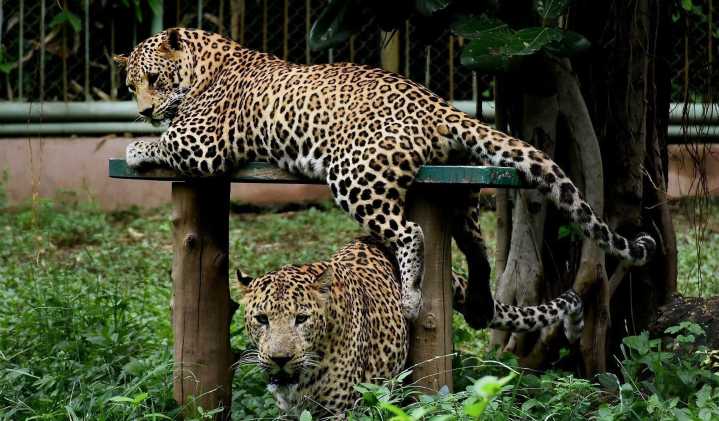 Seven persons injured in leopard attack in Nagpur