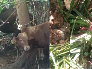 Mangaluru: Illegal cattle slaughter continues, three carcasses found near riverbank