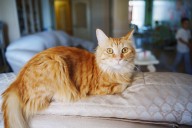 Pet Owner Takes Cat ‘Rosie’ to the Vet, Unprepared for What They Learn