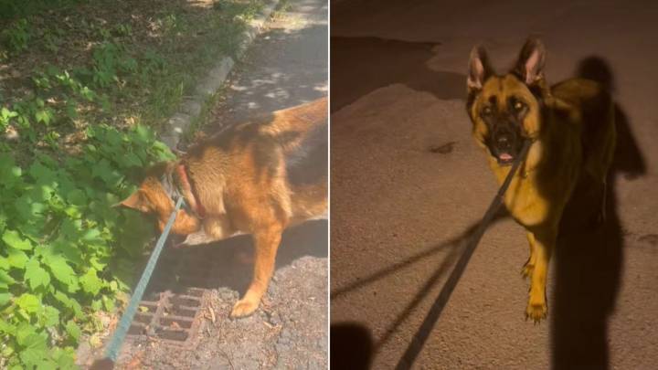 California German Shepherd’s Mysterious Reaction At Storm Drain Leaves Owner Uneasy