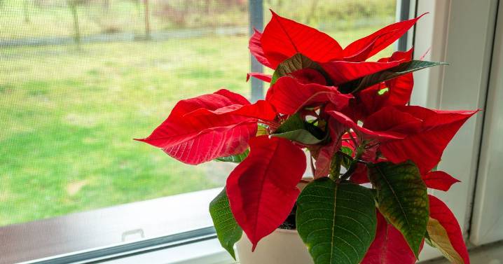 Poinsettia 'should be kept away from 3 places in your home' in order to thrive