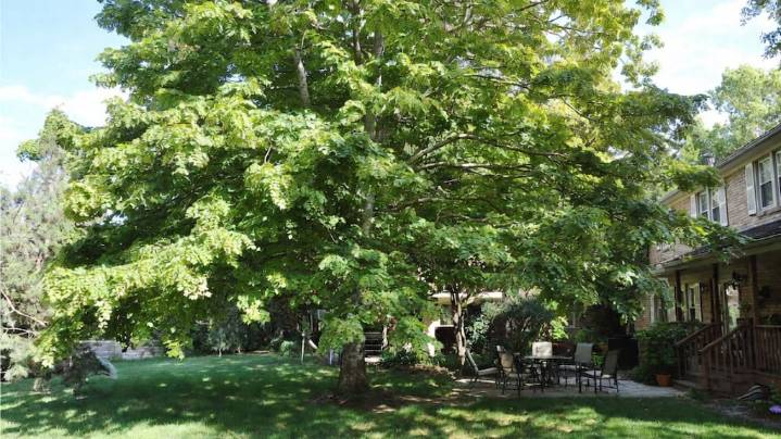 El favorito de los jardines en Buenos Aires: un árbol que da sombra y frutos todo el año