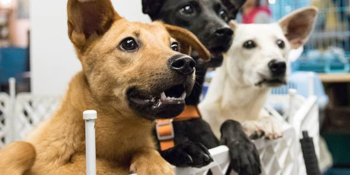 Midstate animal shelters team up to find homes for animals this holiday season