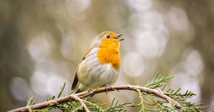 How to attract robins to your garden daily without food