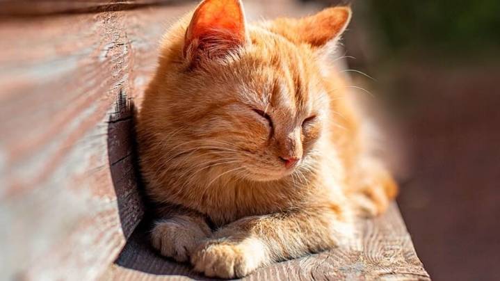 Los gatos maúllan más a sus cuidadores hombres, según nuevo estudio