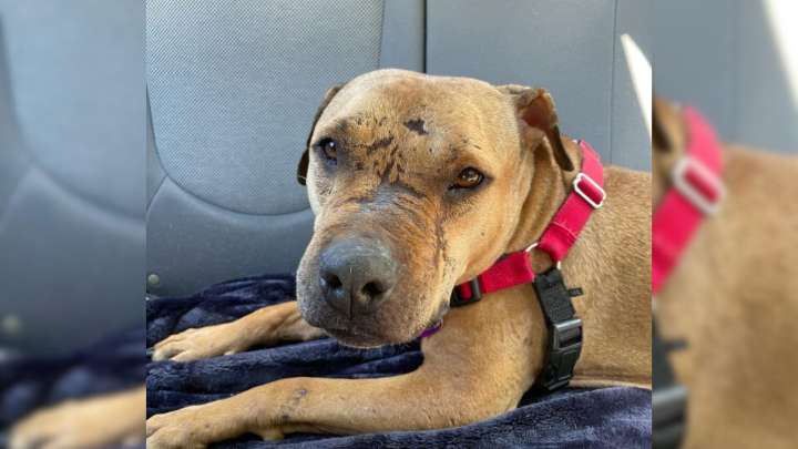 Vermont Family’s Rescue Pup Becomes The Recipient Of Anonymous Gifts From A Secret Admirer