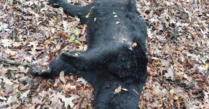 Reward offered for tips after Louisiana black bear shot dead