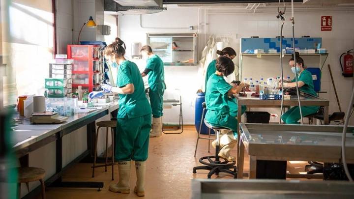 Los expertos recuerdan que el virus de la peste porcina afecta a cerdos y jabalíes, no hay riesgo de contagio humano