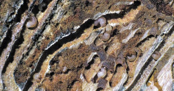 Earth, Wind and Fire: Beetle mania