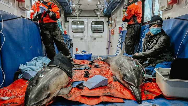 2 dolphins stranded in Wareham rescued, released on Cape Cod