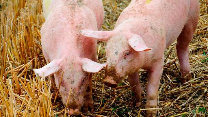 Peste porcina africana: Aragón sigue sin casos pero se refuerza la vigilancia en las granjas