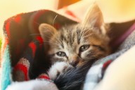 Kitten Found Crying Outside in Snowstorm, Tears Over Update 4 Hours Later