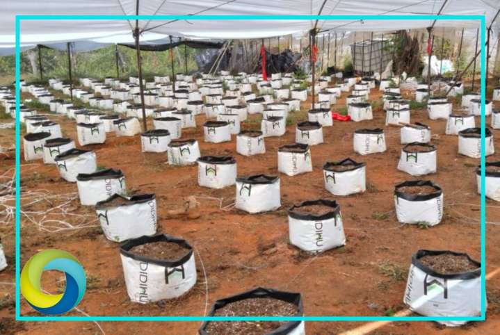 Localizan y destruyen más de 600 plantas de marihuana en Tequila, Jalisco