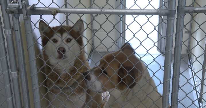 Canyon County picks new operator for animal shelter after 14 years with West Valley Humane Society