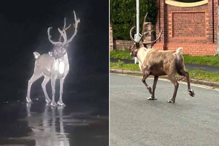 Reindeer Runs Away from Christmas Event, Search Operation Used Police Drone