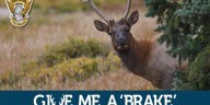 Colorado State Patrol stresses importance of watching for wildlife on Colorado roads