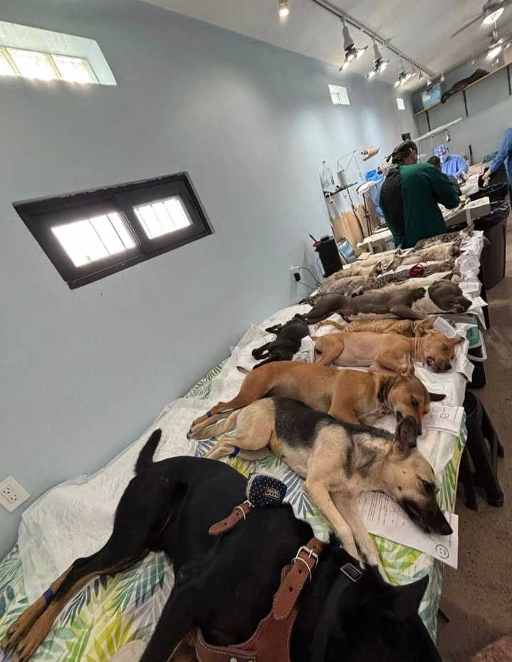 Cifra récord de casi 7 mil esterilizaciones