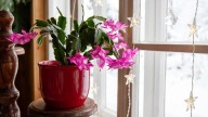 The Clear Sign You're Giving Your Christmas Cactus Way Too Much Sun