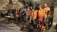 Encuesta: ¿Hay que reducir a la mitad la población de jabalíes de Catalunya?