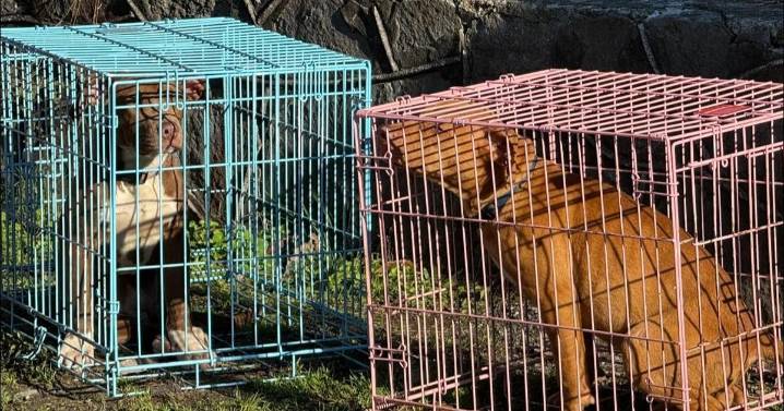 Chattanooga firefighters rescue dogs from house fire Wednesday, fire intentionally set