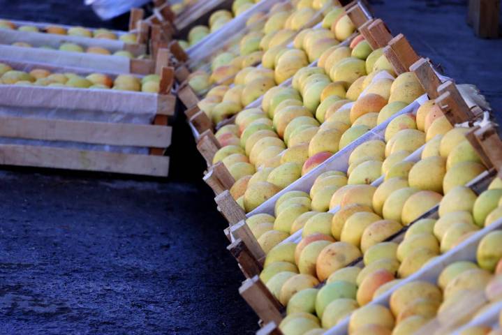 Precio de la manzana está ‘muy castigado’ y la usan como ‘moneda de cambio’: Fruticultores de Arteaga
