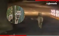 Lobo recorre ciudad alemana Lüdenscheid y desata caos