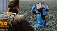 ¡FRUSTRACIÓN en California! Migrantes que trabajan en el campo no reciben atención médica por redadas de Trump