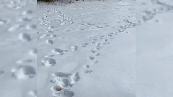 Maine Woman Follows Mysterious Paw Prints And Discovers An Unlikely Visitor