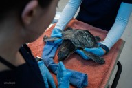PHOTOS: A dozen cold-stunned sea turtles arrive at Mystic Aquarium for rehabilitation