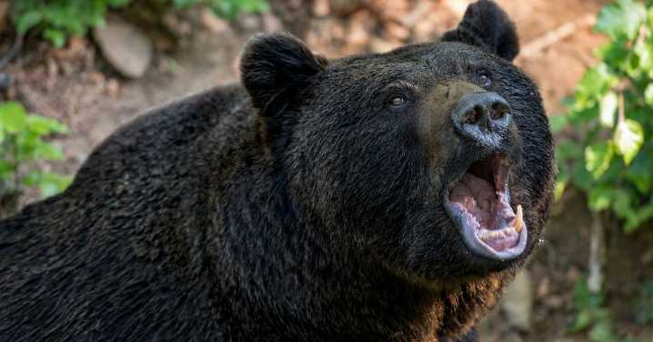 Florida autoriza nueva caza de osos tras recurso conservacionista desestimado por la justicia