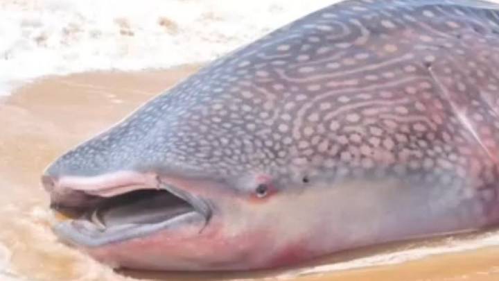 Giant Whale shark washes ashore on Kanyakumari beach
