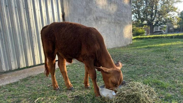 Robaron y faenaron a Berni, el ternero mascota de una escuela primaria