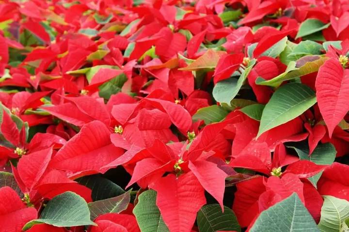 Nochebuena yucateca: la variedad poco conocida que resiste altas temperaturas