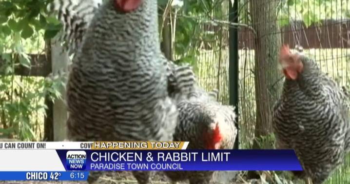 Paradise council debates more backyard chickens and rabbits