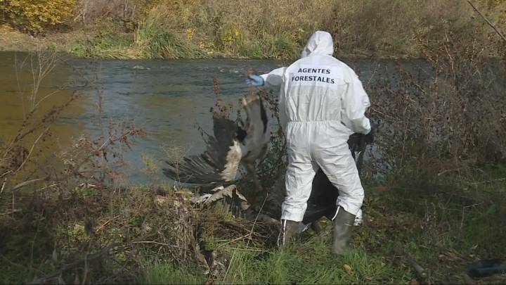 Madrid confirma la presencia de gripe aviar de alta patogenicidad y el delegado del Gobierno ofrece "apoyo logístico"