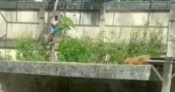 Man killed by lioness after scaling 20ft wall to jump into zoo enclosure