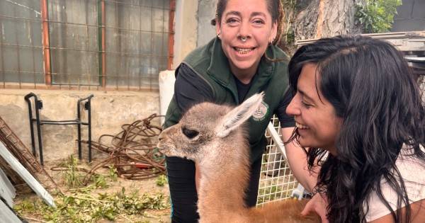 Tenían en su casa un chulenguito y lo quisieron vender a través de redes sociales