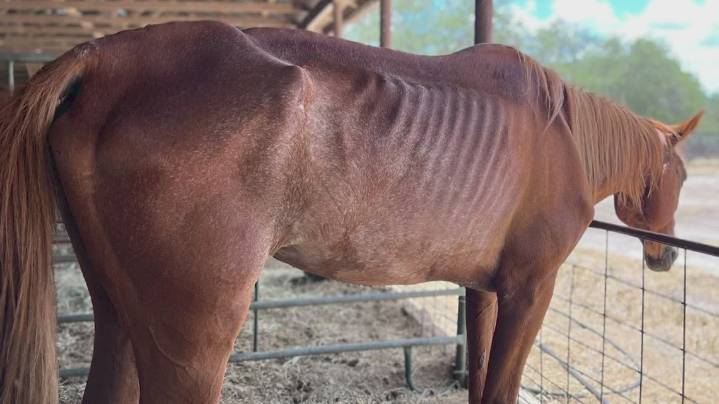 'Only humane path forward': Several horses euthanized at horse rescue amid animal cruelty investigation