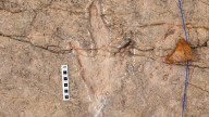 Scientists document over 16,000 footprints in the world’s most extensive dinosaur tracksite