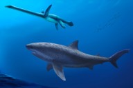 Before megalodon, researchers say a monstrous shark ruled ancient Australian seas