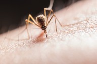 ¿Cómo cuidarse del chikunguña, dengue y zika? Siga estos tres pasos
