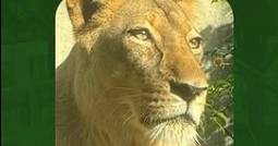 Teen mauled to death by lion after climbing into enclosure at zoo in Brazil