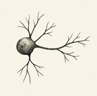 The Mind We See, and the Mind We Imagine